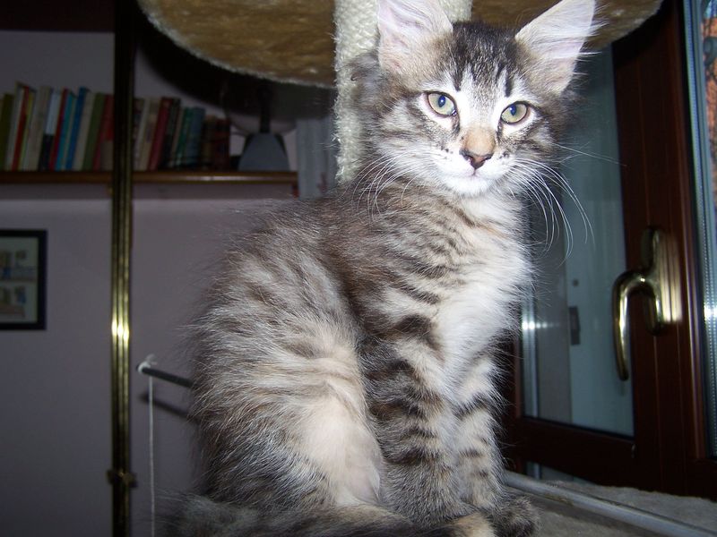 Gatti Norvegesi - cuccioli