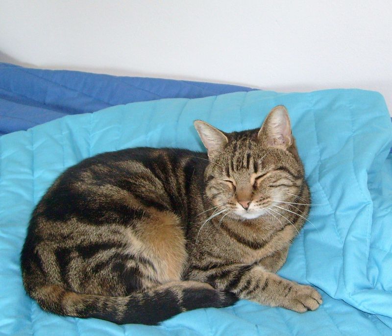 Gatti Norvegesi - cuccioli