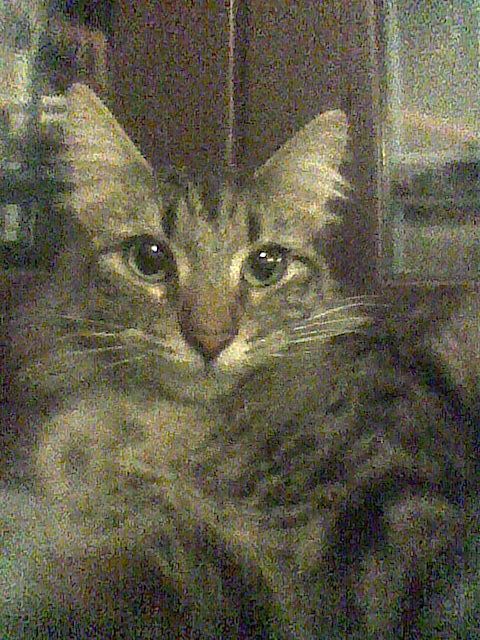 Gatti Norvegesi - cuccioli