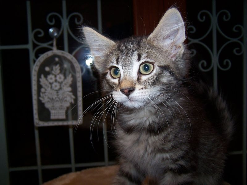 Gatti Norvegesi - cuccioli