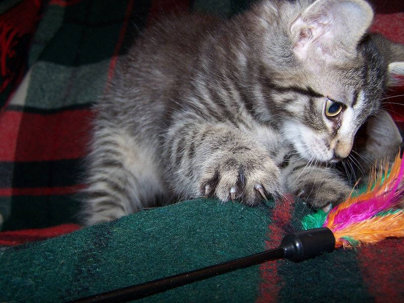 Gatti Norvegesi - cuccioli