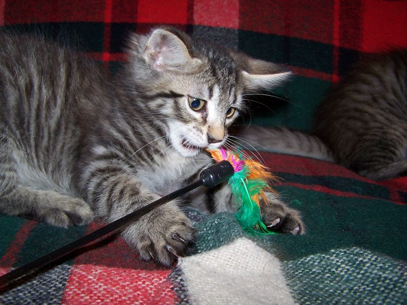 Gatti Norvegesi - cuccioli