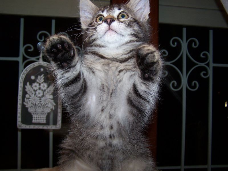 Gatti Norvegesi - cuccioli