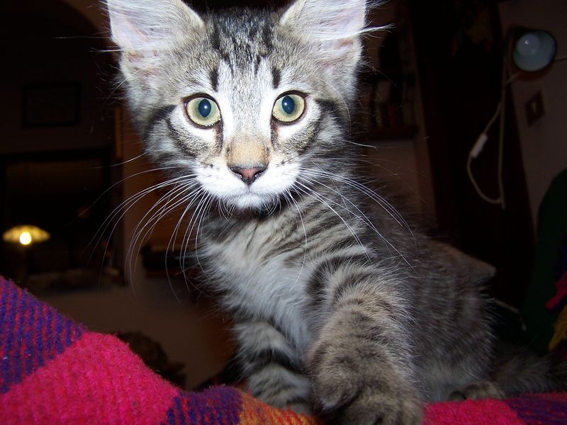 Gatti Norvegesi - cuccioli