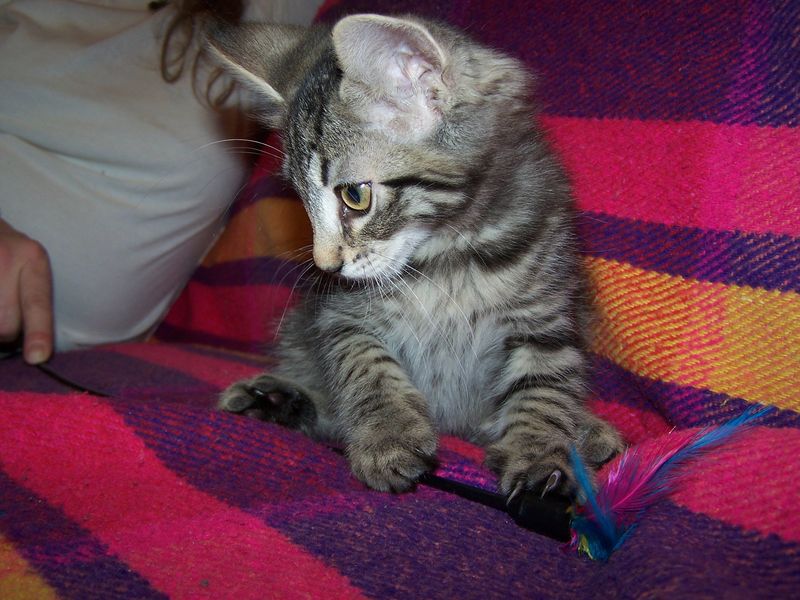 Gatti Norvegesi - cuccioli