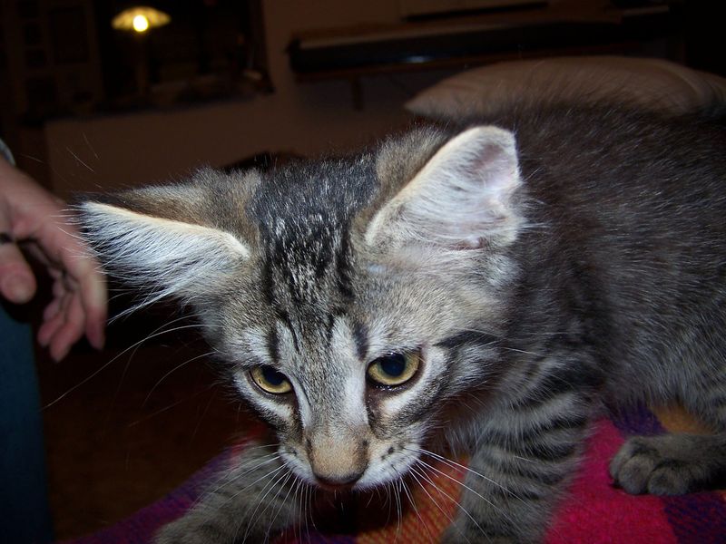 Gatti Norvegesi - cuccioli