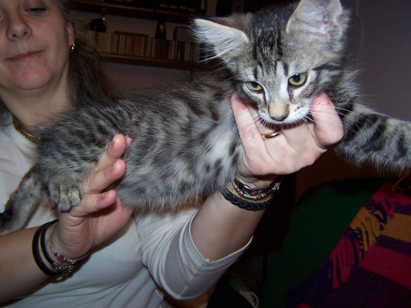 Gatti Norvegesi - cuccioli