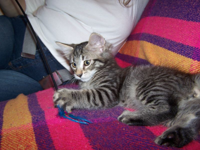 Gatti Norvegesi - cuccioli