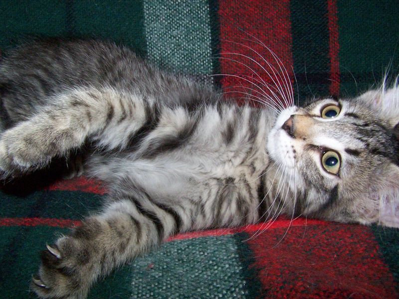 Gatti Norvegesi - cuccioli