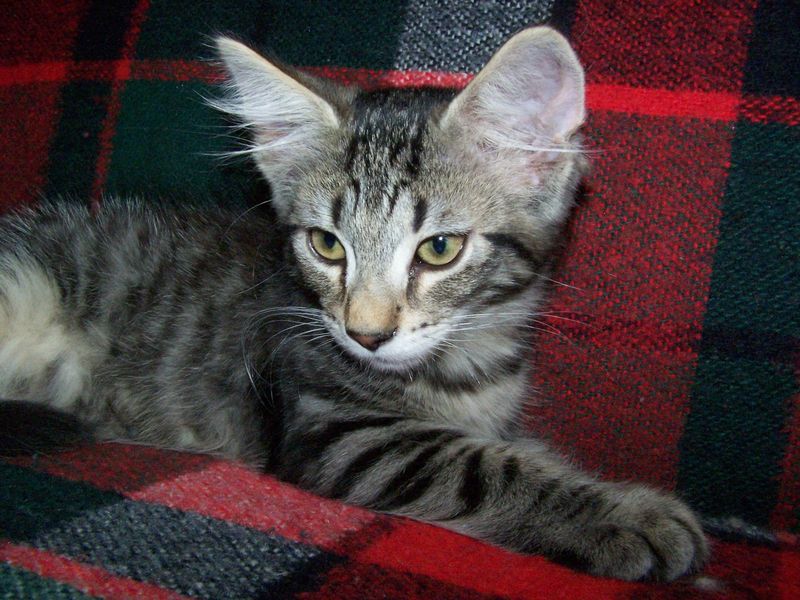 Gatti Norvegesi - cuccioli