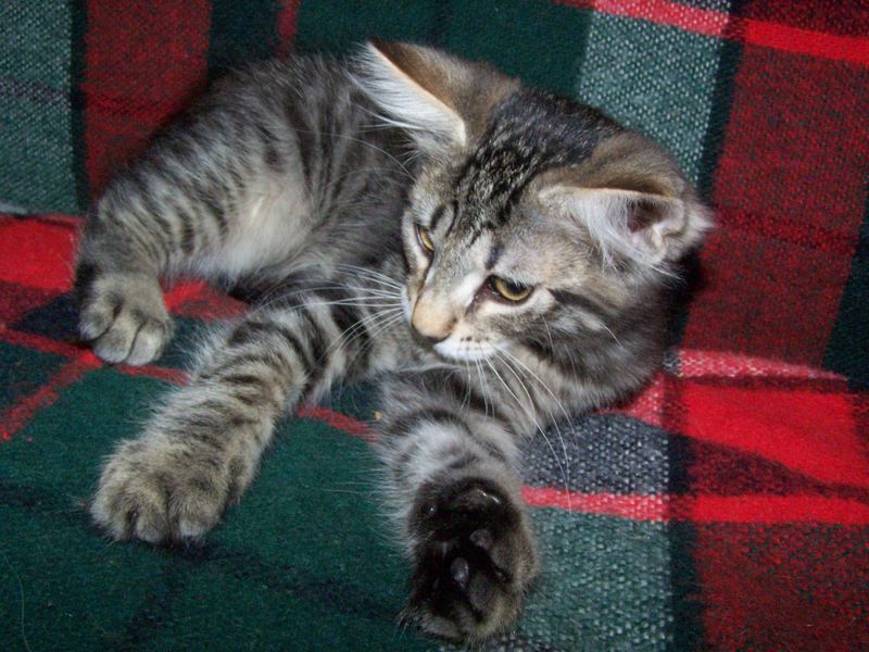 Gatti Norvegesi - cuccioli