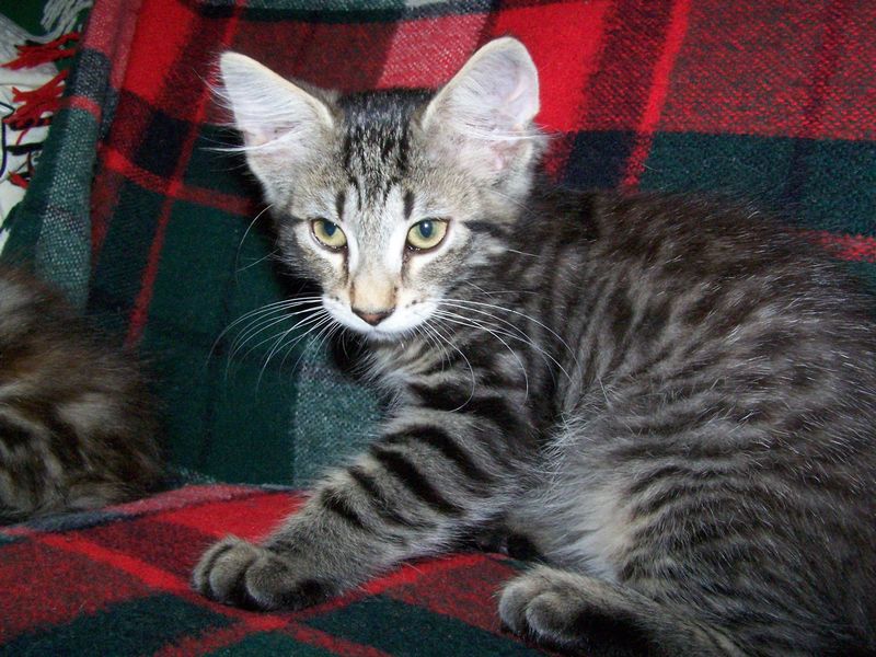 Gatti Norvegesi - cuccioli