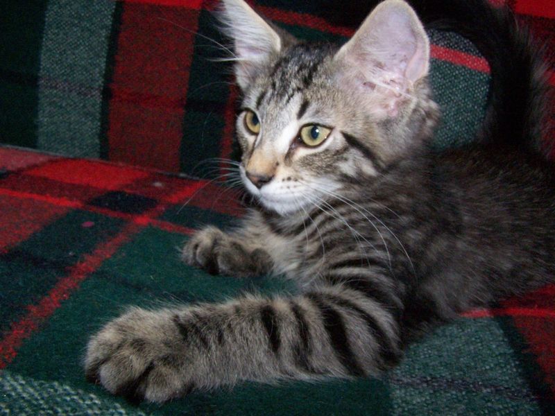 Gatti Norvegesi - cuccioli