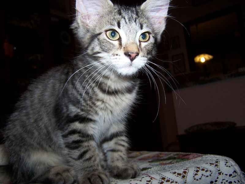 Gatti Norvegesi - cuccioli