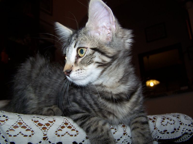 Gatti Norvegesi - cuccioli