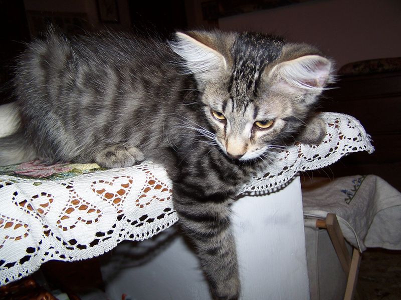 Gatti Norvegesi - cuccioli