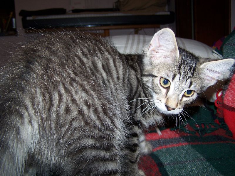 Gatti Norvegesi - cuccioli