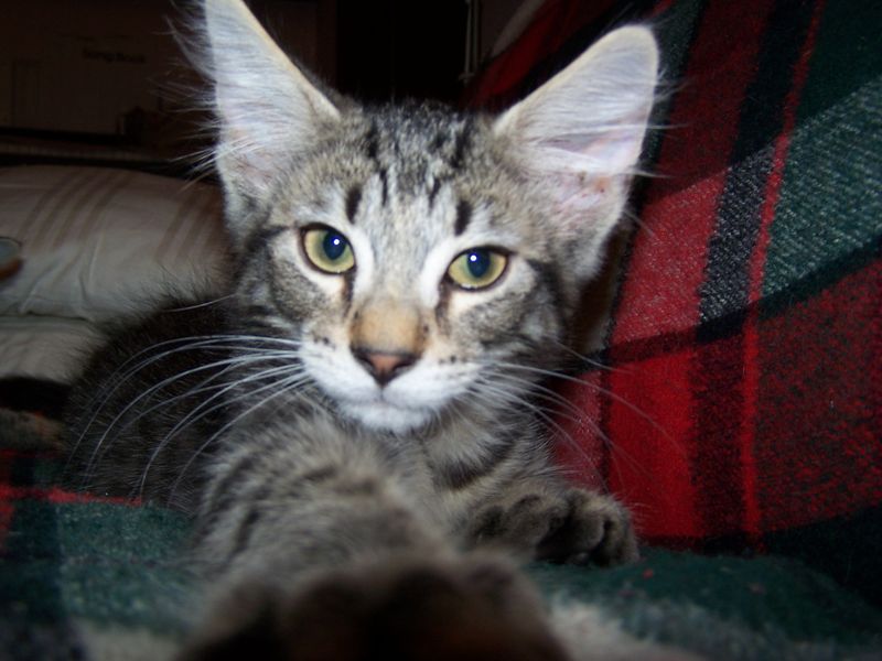 Gatti Norvegesi - cuccioli