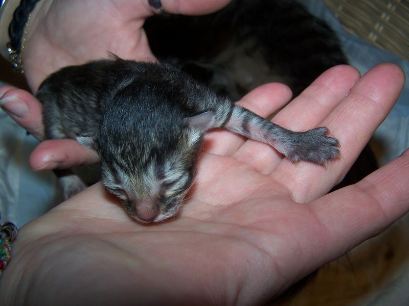 Gatti Norvegesi - cuccioli