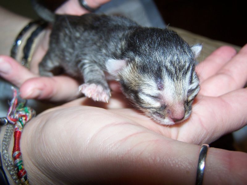 Gatti Norvegesi - cuccioli