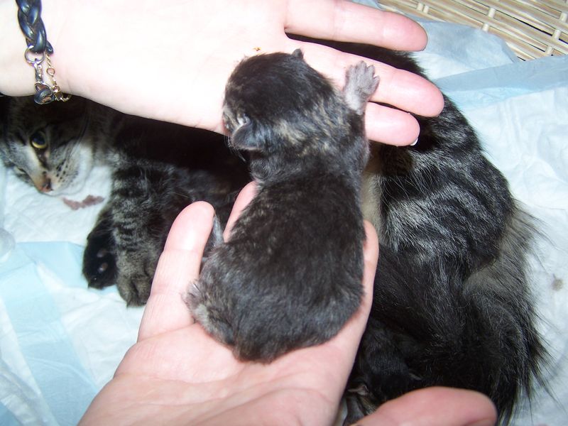 Gatti Norvegesi - cuccioli