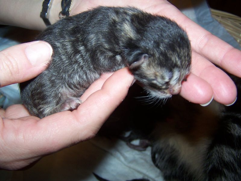 Gatti Norvegesi - cuccioli