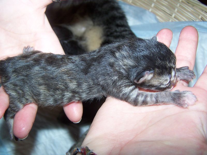 Gatti Norvegesi - cuccioli