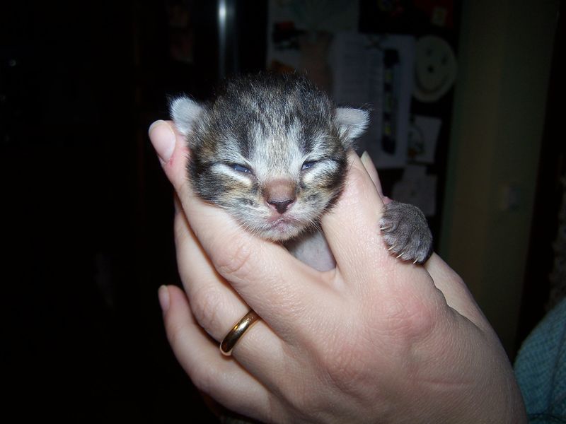 Gatti Norvegesi - cuccioli