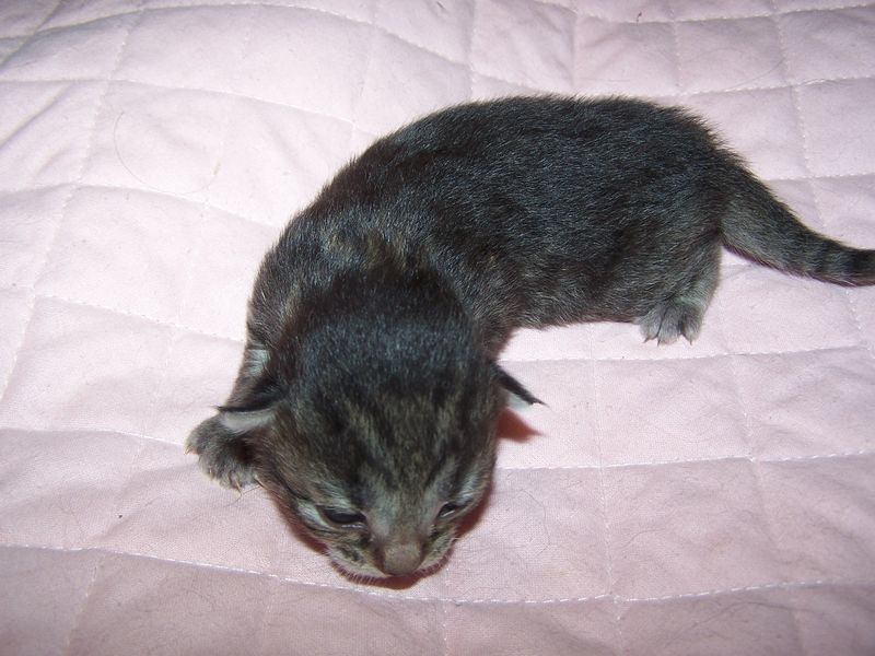 Gatti Norvegesi - cuccioli