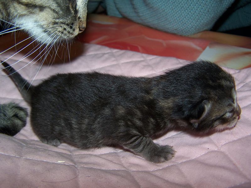 Gatti Norvegesi - cuccioli