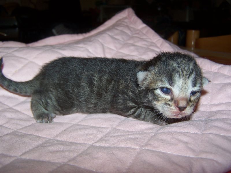 Gatti Norvegesi - cuccioli