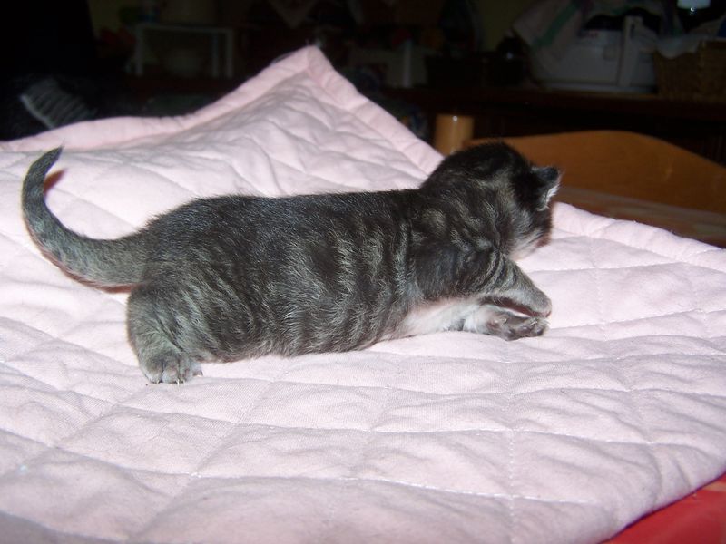 Gatti Norvegesi - cuccioli