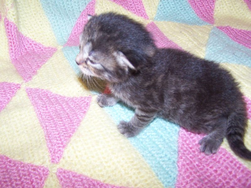 Gatti Norvegesi - cuccioli