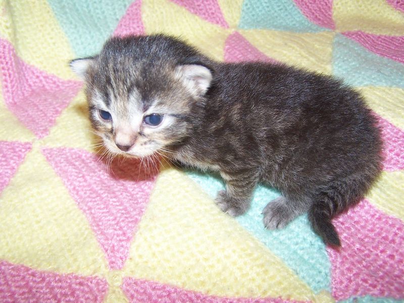 Gatti Norvegesi - cuccioli
