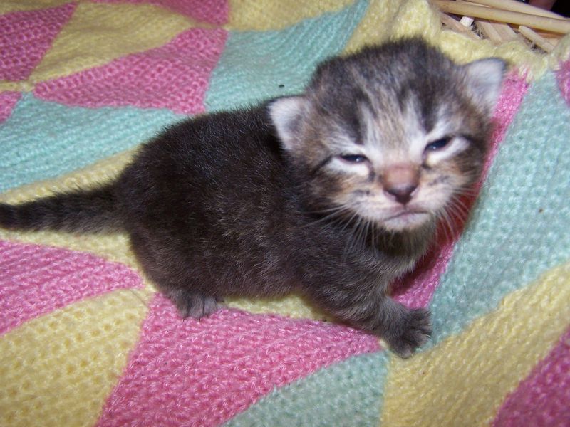 Gatti Norvegesi - cuccioli