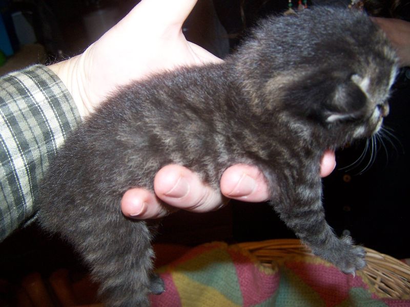 Gatti Norvegesi - cuccioli