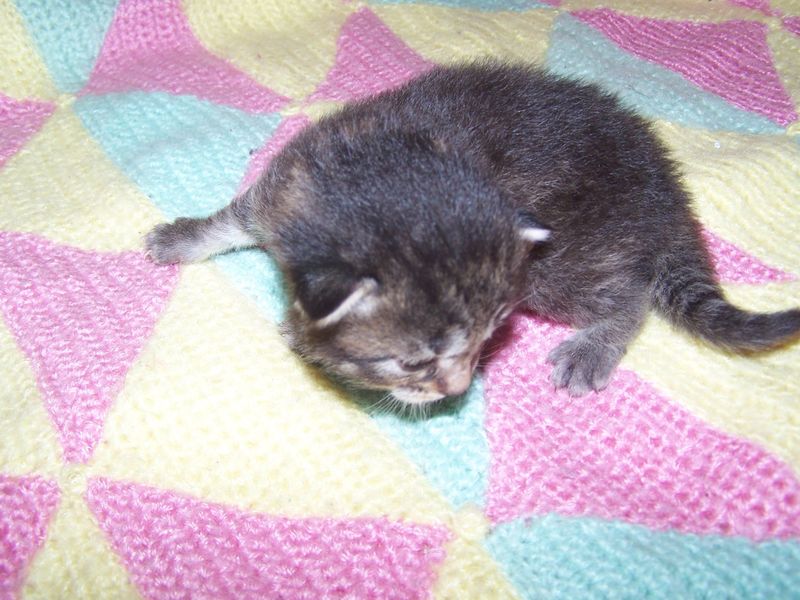 Gatti Norvegesi - cuccioli
