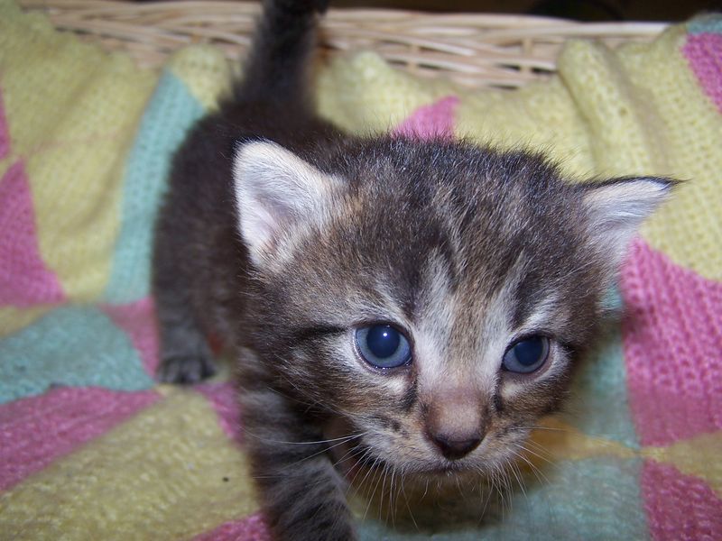 Gatti Norvegesi - cuccioli