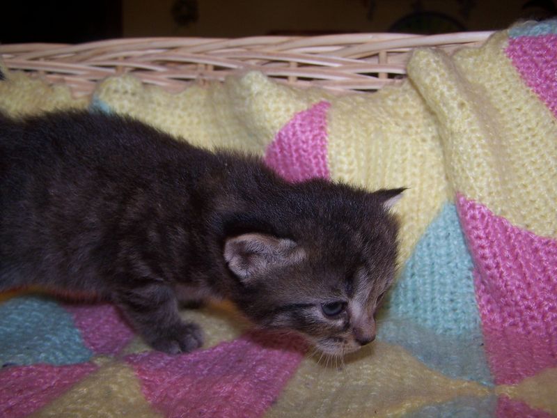 Gatti Norvegesi - cuccioli