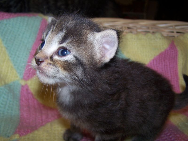 Gatti Norvegesi - cuccioli