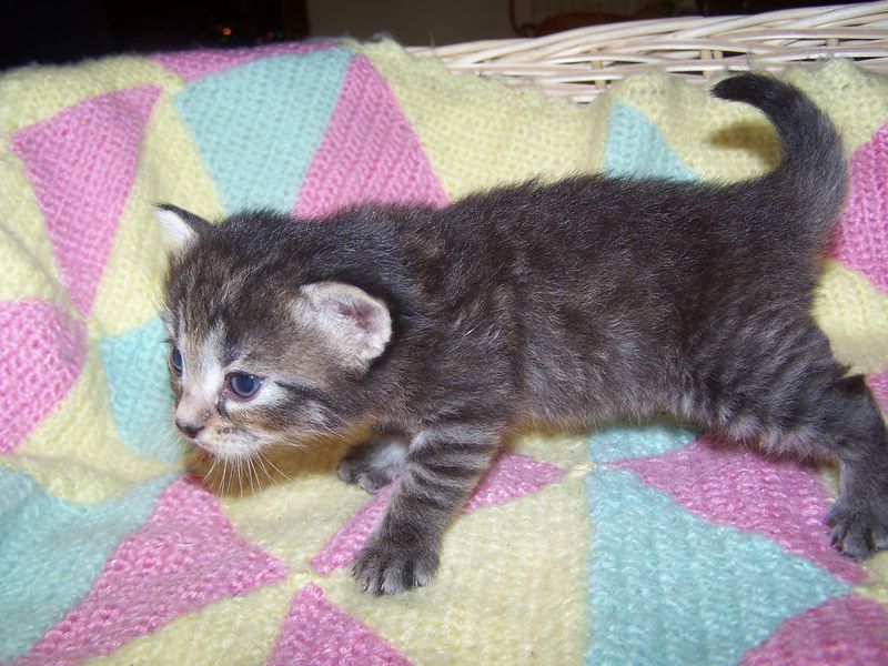Gatti Norvegesi - cuccioli