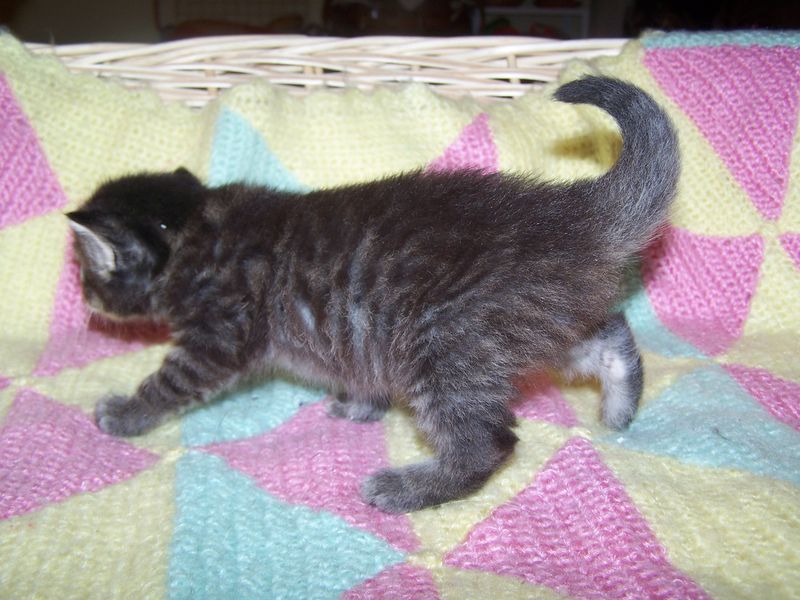Gatti Norvegesi - cuccioli