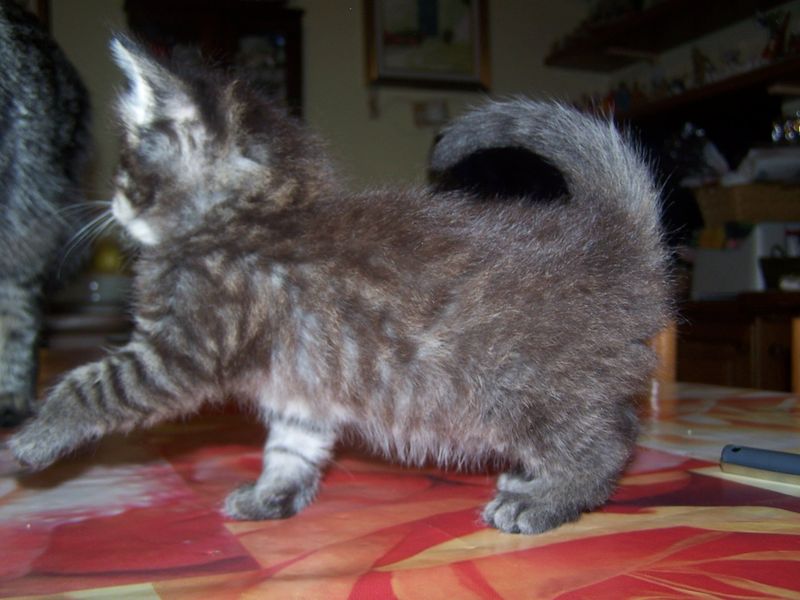 Gatti Norvegesi - cuccioli