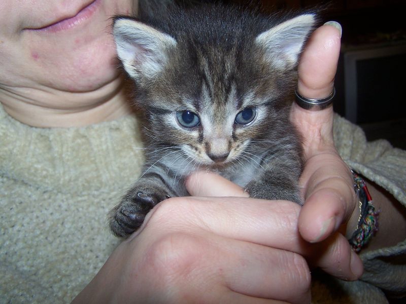 Gatti Norvegesi - cuccioli