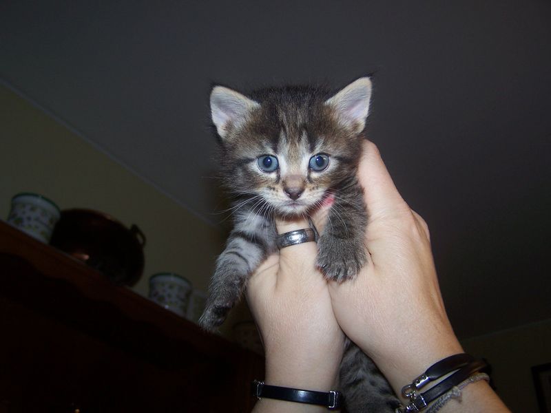Gatti Norvegesi - cuccioli