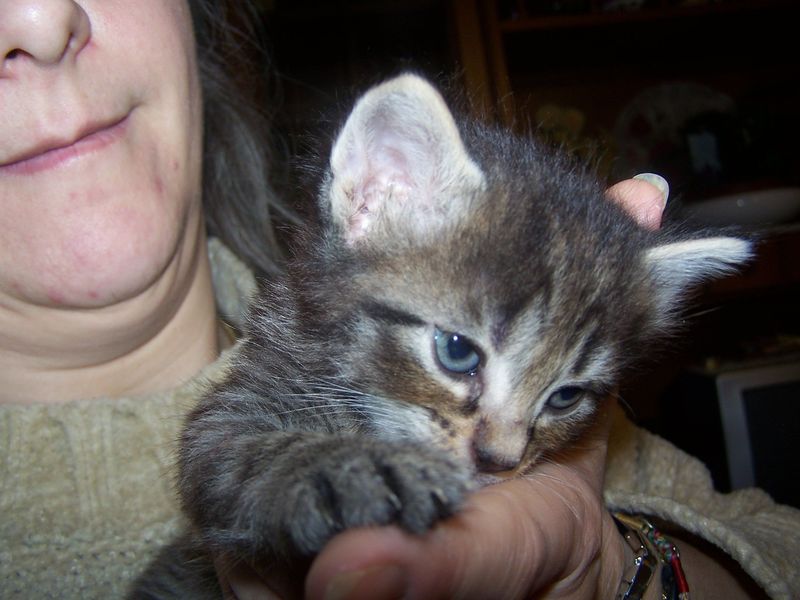Gatti Norvegesi - cuccioli