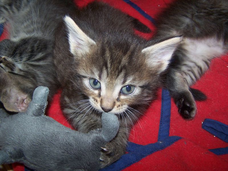 Gatti Norvegesi - cuccioli