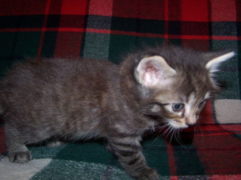 Gatti Norvegesi - cuccioli