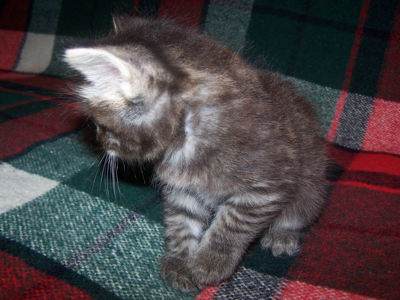 Gatti Norvegesi - cuccioli