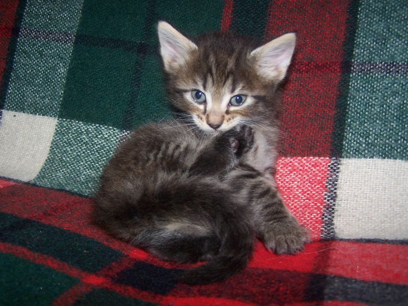 Gatti Norvegesi - cuccioli